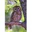 Spotted Owl  Focusing On Wildlife
