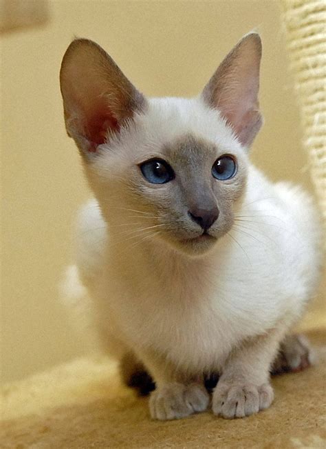 Buy A Siamese Kitten