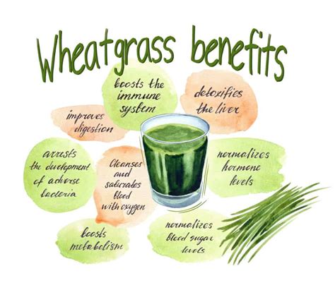 What You Should Know Before Using Wheatgrass For Juicing Juicer360