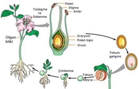 bitkilerin hayat döngüsü resim halinde Eodev com