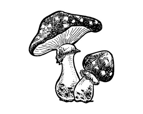 Premium Vector Vintage Poisonous Mushrooms Autumn Forest Mushrooms