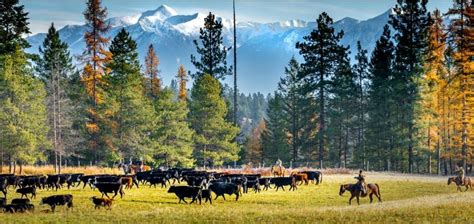 Working Cattle Ranch Vacations In The West The Dude Ranchers Association