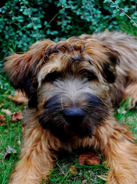 Briard Puppy By Heike Nagel Redbubble