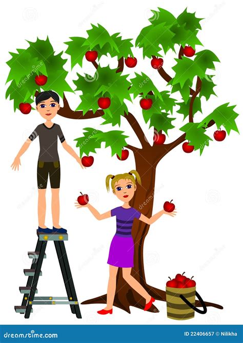 Picking Apples Stock Illustration Illustration Of Youth 22406657