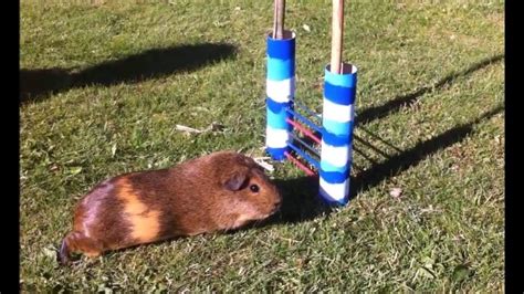 Guinea Pig Show Training My Guinea Pigs Youtube