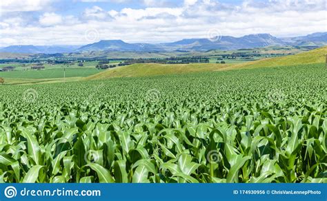 Farms Maize Crops Agriculture Panoramic Landscape Stock Photo Image