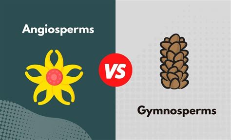 Angiosperms Vs Gymnosperms Whats The Difference