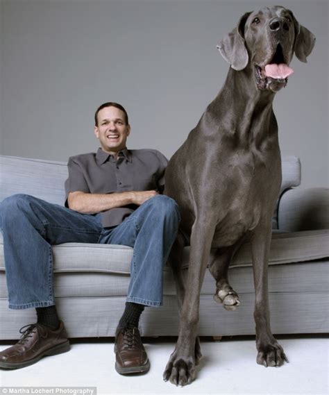 Giant George Is The Worlds Biggest Dog Great Dane World Information Zone