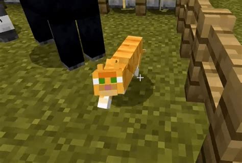 From then on, the cat will follow you. How To Tame A Cat In Minecraft