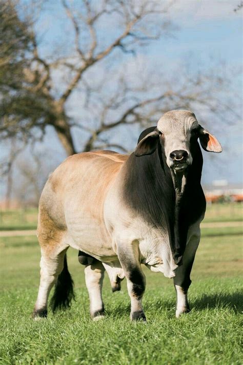 Pin By My Info On Ranshitow Bucking Bulls Animals Cattle Ranching
