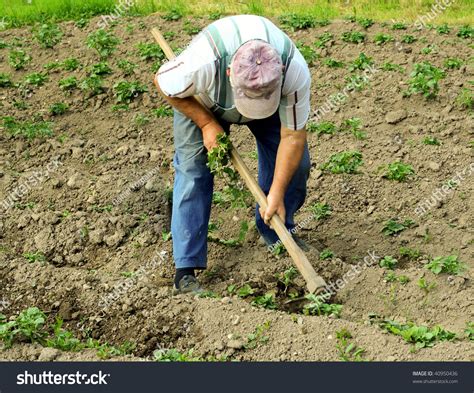 Manual Labor In Agriculture Stock Photo 40950436 Shutterstock
