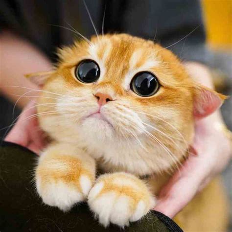 This Adorable Cat With Gigantic Round Eyes Looks Like A Clone Of Puss