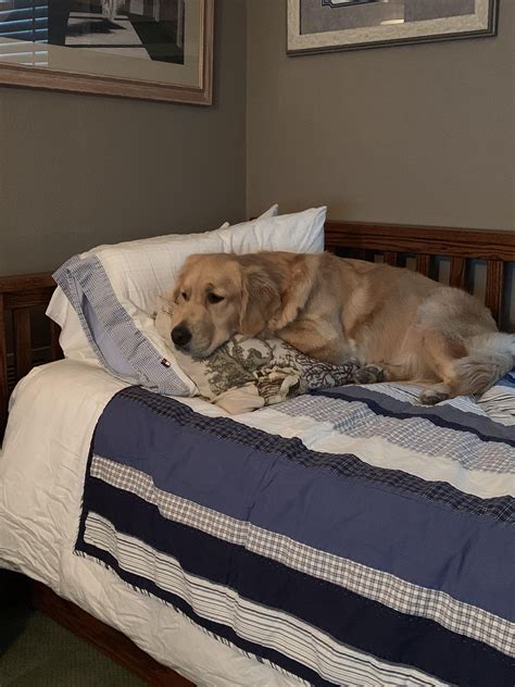 Who Can Resist Freshly Stacked Pillows Not Lexi Golden Retriever Mix