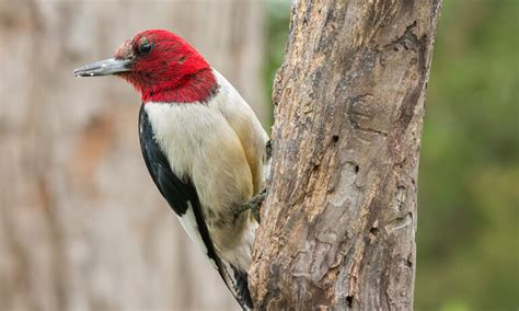 Woodpeckers In Maine 9 Species You Are Guaranteed To See