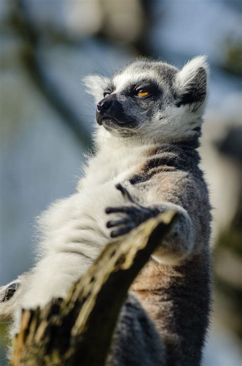 Lemuren weiterhin nur auf madagaskar. Madagascar: A Guide to Using the Film as an Educational ...