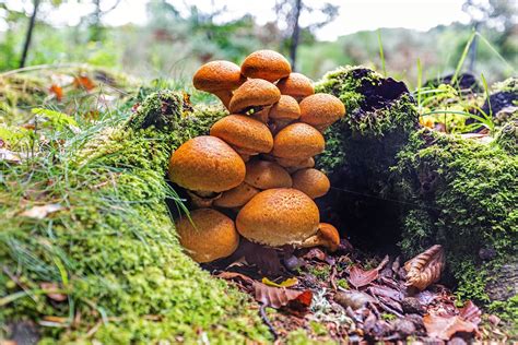 Mushrooms Carl Ford Flickr