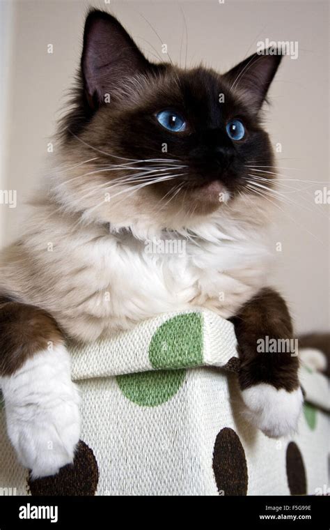 Seal Mitted Ragdoll Cat Stock Photo Royalty Free Image 89483674 Alamy