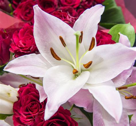 More than 140 varieties of wildflowers ornamental, common, garden, exotic and tropical flowers. Types Of Lilies - Flower Press