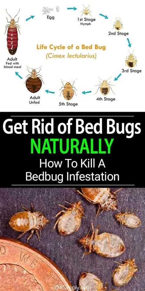 Get Rid Of Bed Bugs Naturally Learn The Signs And Steps You Need To Take To Repel Control And