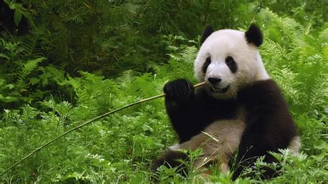 Panda Eating Wallpapers Top Free Panda Eating Backgrounds