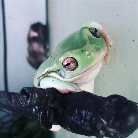 10 Things You Should Know Before Getting Whites Tree Frogs