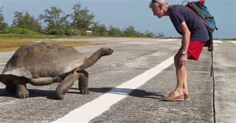 Tortoise Sex Interrupted By Explorer Worlds Slowest Chase Ensues