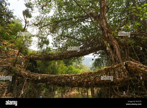 Double Decker Root Bridge Cherrapunjee Meghalaya Stock Photo Alamy