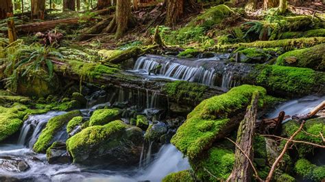 Olympic National Park In Washington Water Fall Green Moss Arp Fallen