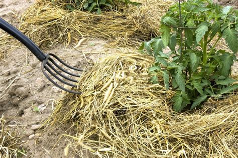 Using Hay As Mulch Tips On Mulching Your Garden With Hay