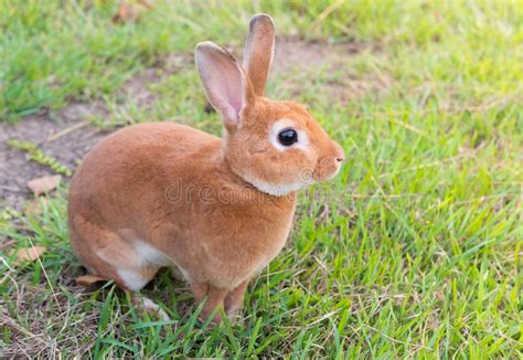 Little Brown Rabbit Stock Photo Image Of Hare Background 99489744
