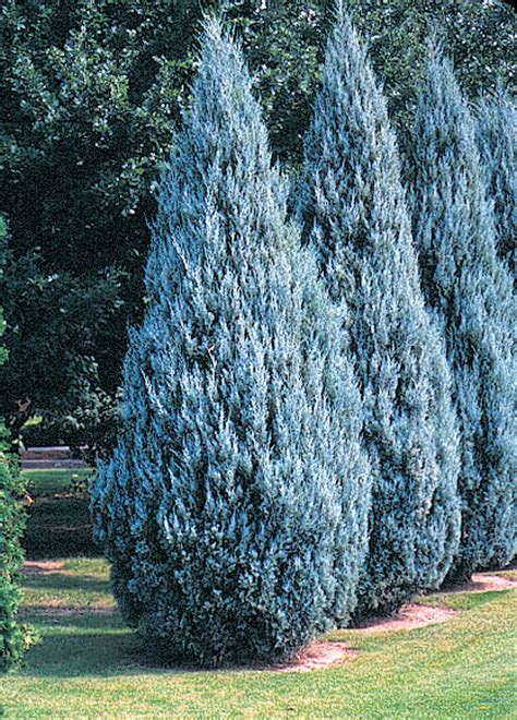 Juniperus Scopulorum Wichita Blue Plants Direct