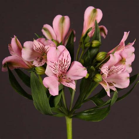 Alstroemeria Pink Flower Collection Ecuador
