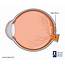 Optic Nerve  Definition Function Anatomy And FAQs