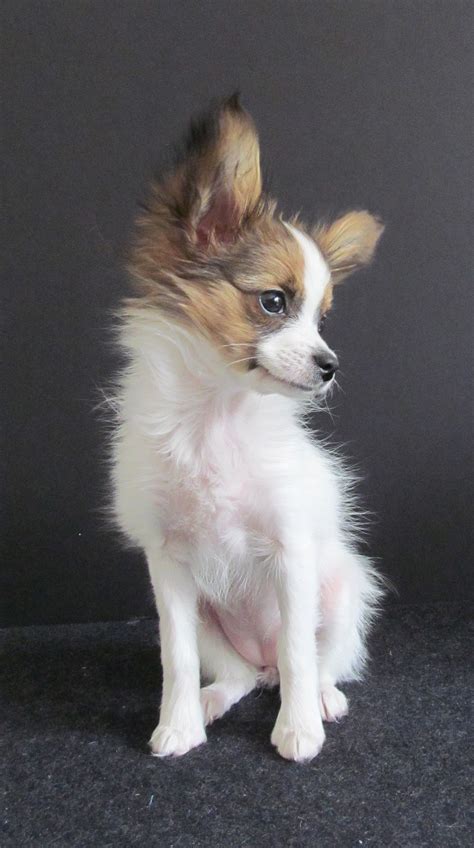 Papillon Chihuahua For Sale