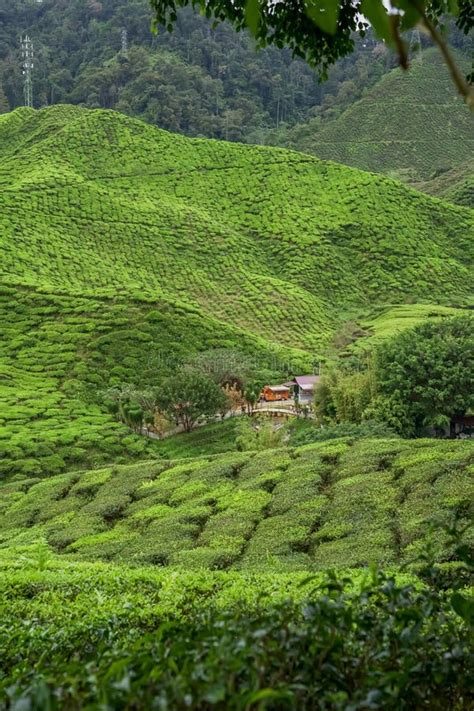 Tea Plantations Fields On Cameron Highland Pahang Malaysia Green Tea
