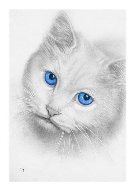 Bleistiftzeichnung Katze Augen Blau Din A4 Von Josef Hinterseer