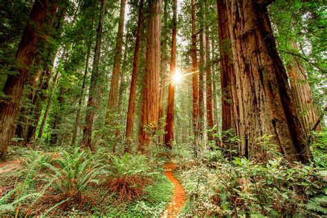 Exploring Redwood National Park A Guide To Trekking Through The Giant