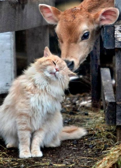 A Barn Cat Enjoys Some Nuzzling And Licks To The Head From A Jersey