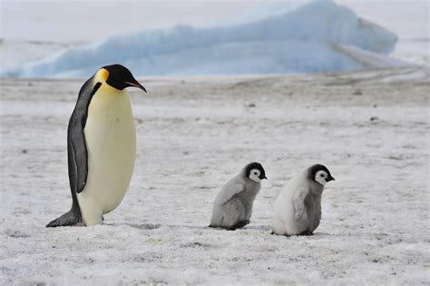 They live almost exclusively in the southern hemisphere, with only one species, the galápagos penguin, found north of the equator. Emperor Penguins 'Marching to Extinction' If We Don't ...