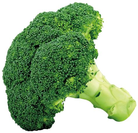 Broccoli Png Image Free Broccoli Pictures Download