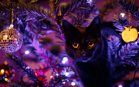 3840x2160 Resolution Black Cat Cat Animals Christmas Christmas
