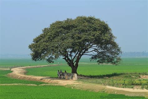 Natural Beauty Of Bangladesh Village Photos Nature