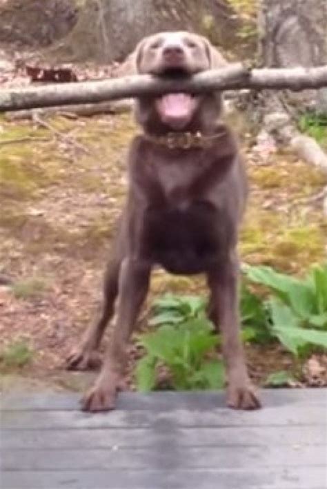 Dog With Unwieldy Stick Teaches Us Meaning Of The Word Try Cute