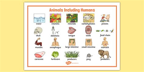 Animals Including Humans Year 3 And 4 Word Mat Twinkl