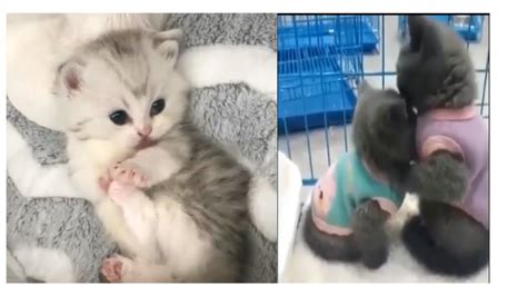 Baby Cats Cute Fun Kitten Meowing Compilation Youtube