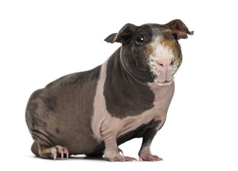Skinny Pig Breed Information A Guide To The Hairless Guinea Pig Vlr