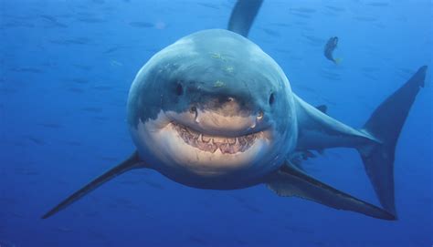 9 Things That Can Actually Help You Avoid Shark Encounters Sbs Science