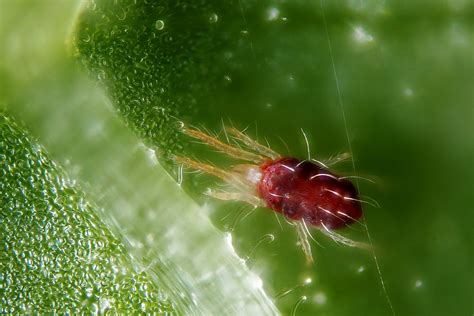 Real Monstrosities Two Spotted Spider Mite