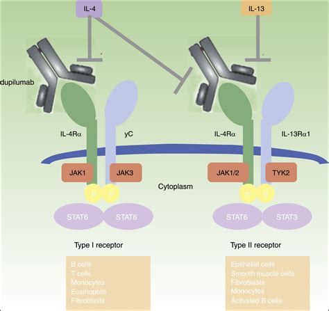 Dupilumab For The Treatment Of Atopic Dermatitis Actas Dermo