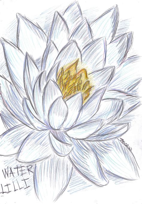 Water Lily By Pencil Only On Deviantart